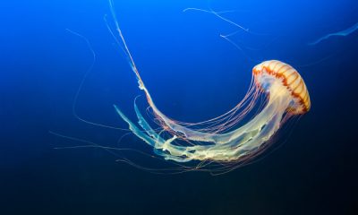 most dangerous jellyfish