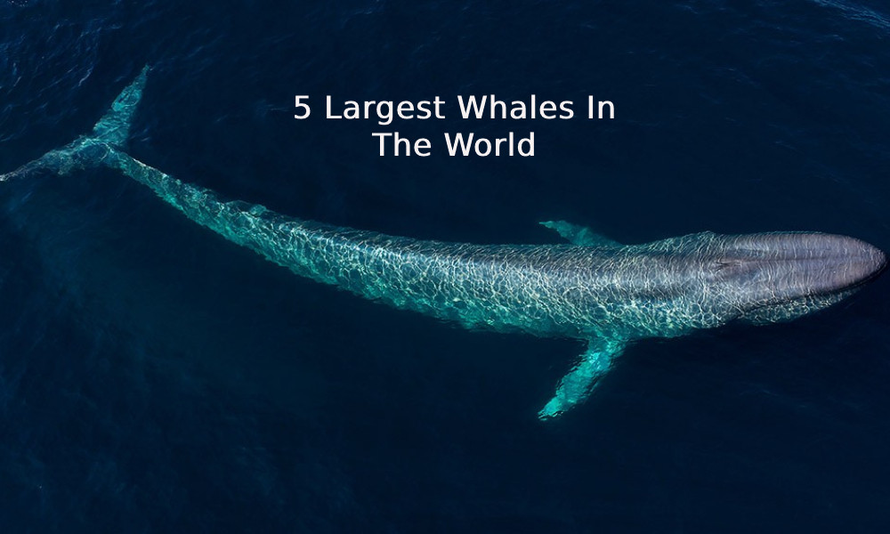 Largest Whales In The World